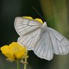 PHALENE BLANCHE. Papillon hétérocère diurne,papillon de nuit actif le jour. ISABELLE TURBAN